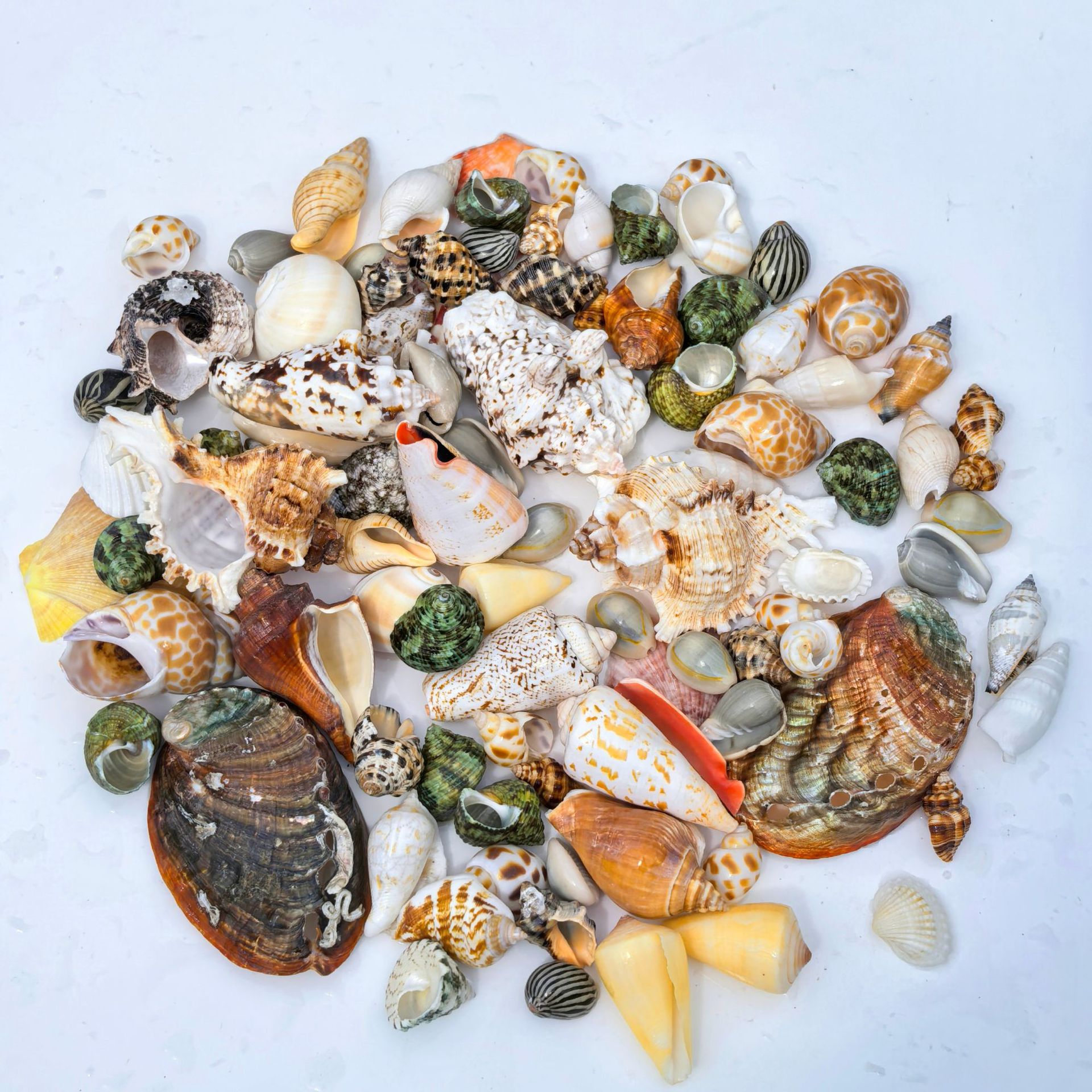 Large conch shells are sold by the pound. Large conch fish tank landscaping combination, handcrafted diy table setting, and decorative accessories pic 5