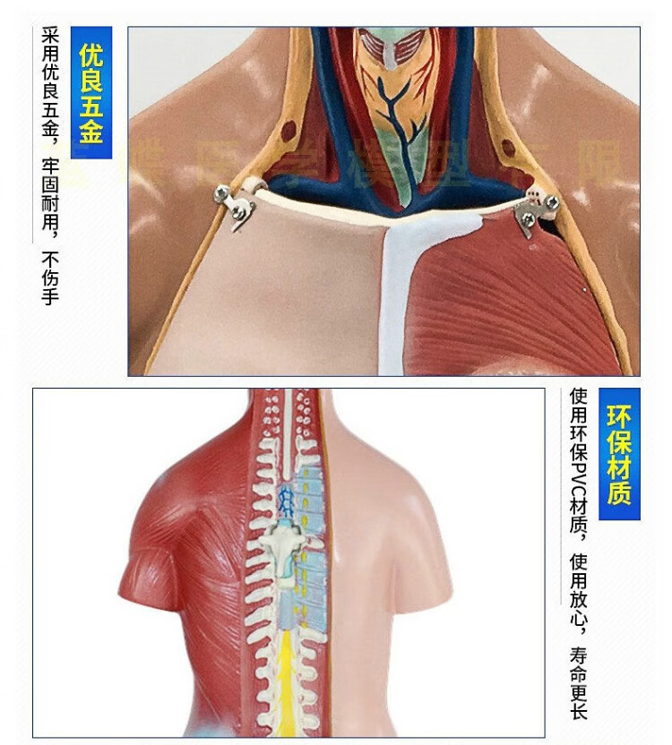 人体解剖模型高端专业医学系统神经结构内脏可拆卸骨骼躯干肌详情4