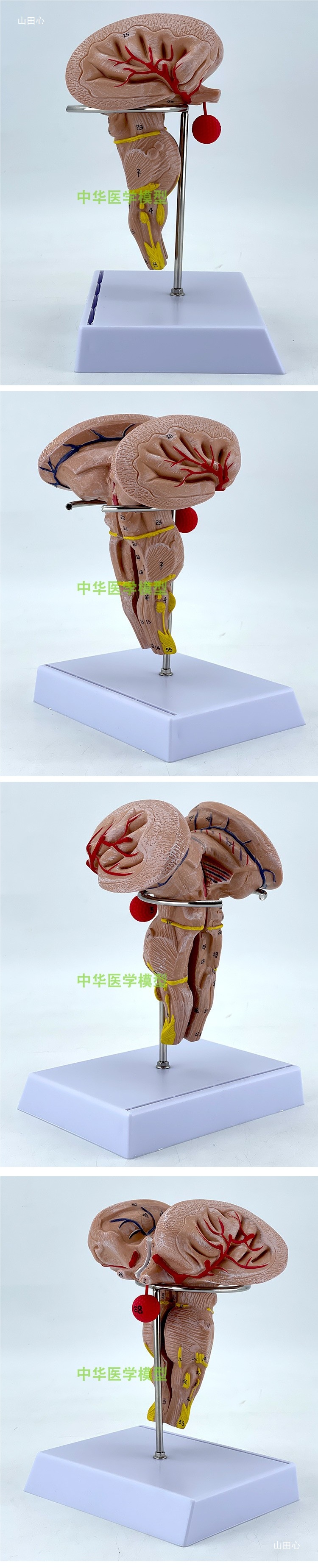 医学医学两倍放大版人体大脑神经解剖人脑端脑室功能区分模型详情8