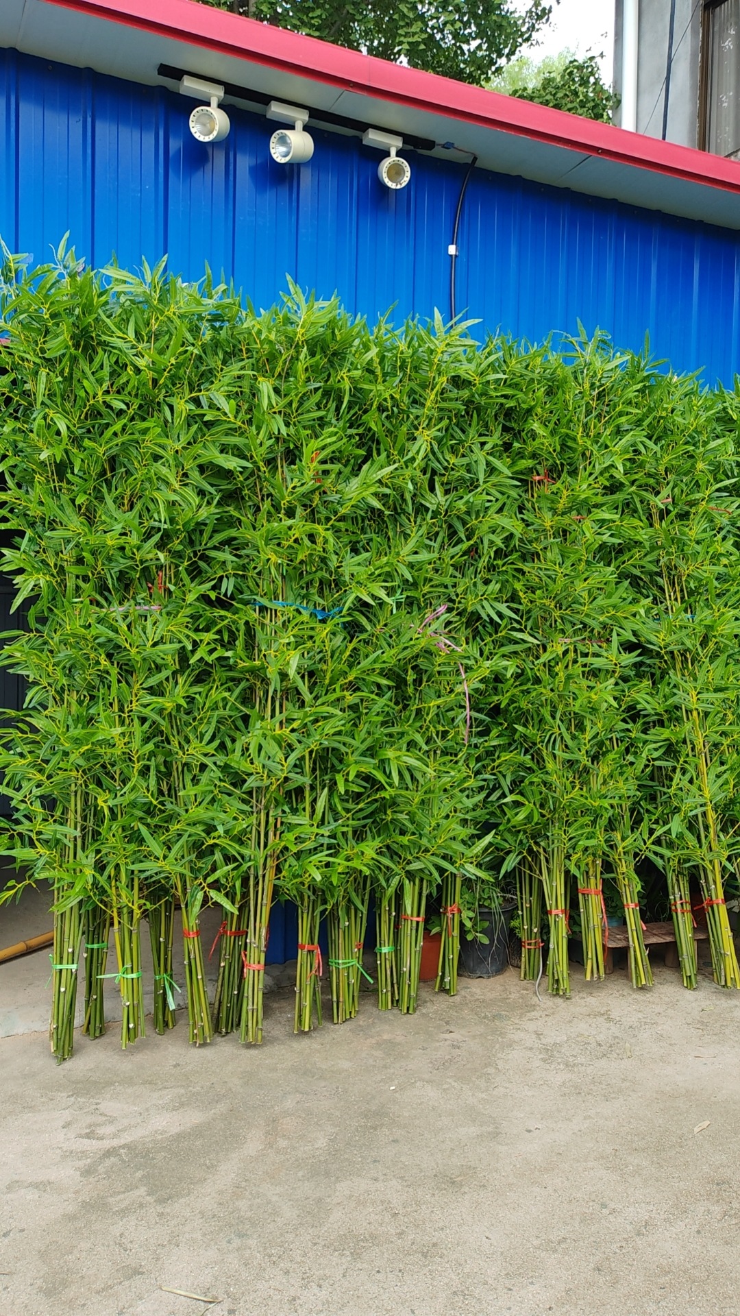 仿真竹子室内装饰隔断屏风假竹子挡墙造景绿植盆栽细水竹办公文化园艺仿真枝叶树详情34