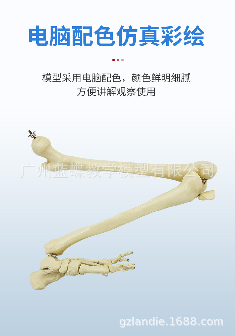 Sectional view of human internal organs, natural large upper and lower limb bone models, teaching of human body model diagrams, multi-functional anatomical display pic 88