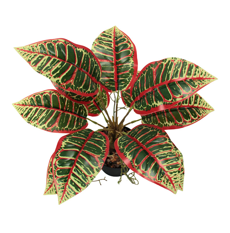 Indoor ornamental small potted plants with green leaves and red edges, succulents, flowers and green plants pic 8