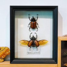 相框中空标本框木质玻璃立体黑色蝴蝶昆虫装裱自装摆台展示画框详情25