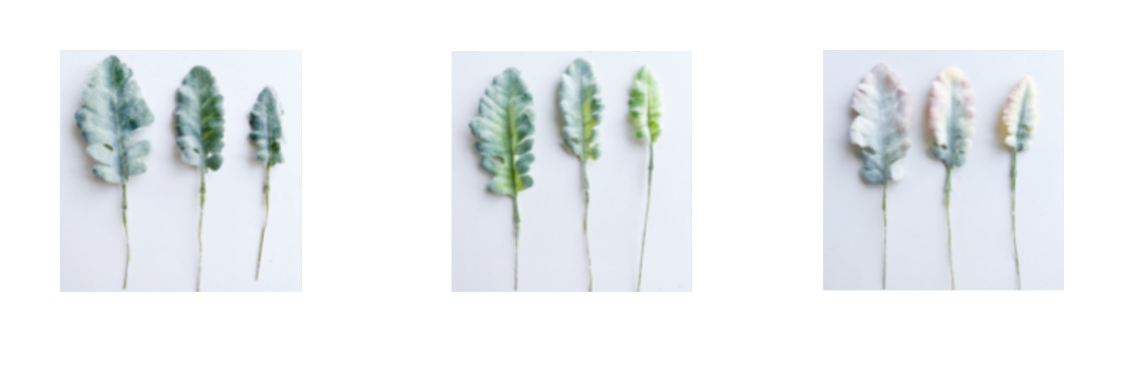 欧式银叶菊兔耳叶叶片配件情人节玫瑰假花餐桌家居绿植软装宠物园艺干花详情13