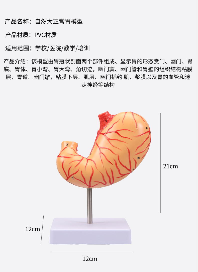 Human stomach anatomy model, traditional Chinese medicine teaching physical object, human stomach structure model, portable demonstration equipment, tuning fork to assist learning pic 3