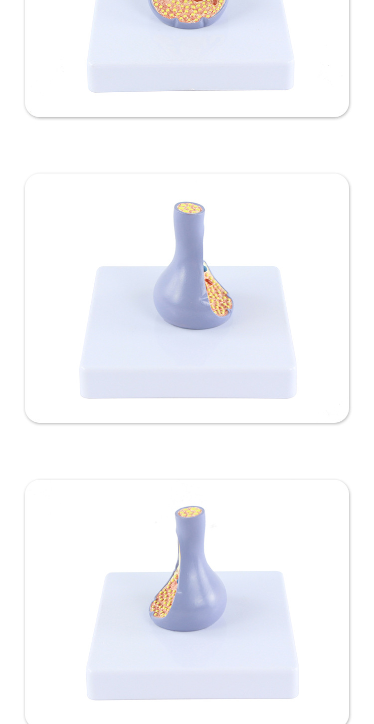 突触模型解剖人体内脏切面图教学人体模拟模型多功能科普教育用品详情8