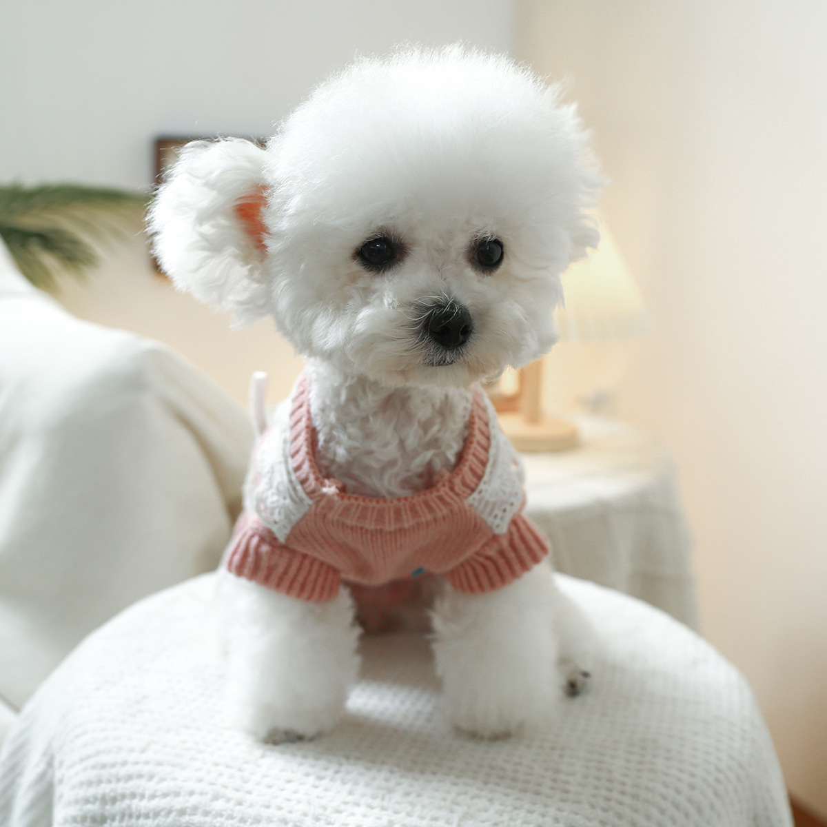 T Elegant princess cat and dog clothes, pet dog and cat warm and comfortable home clothes for autumn and winter, dog clothes, pet skirts pic 6