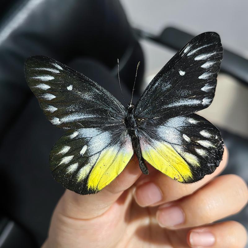 蝴蝶标本摆件真蝴蝶昆虫标本学生儿童创意生日礼科学认知科教玩具详情7
