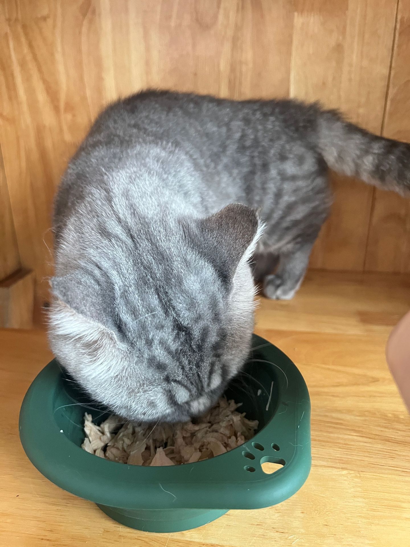 宠物用品圆形硅胶折叠碗宠物专用户外便携式狗盆喂食喝水猫碗狗碗详情11