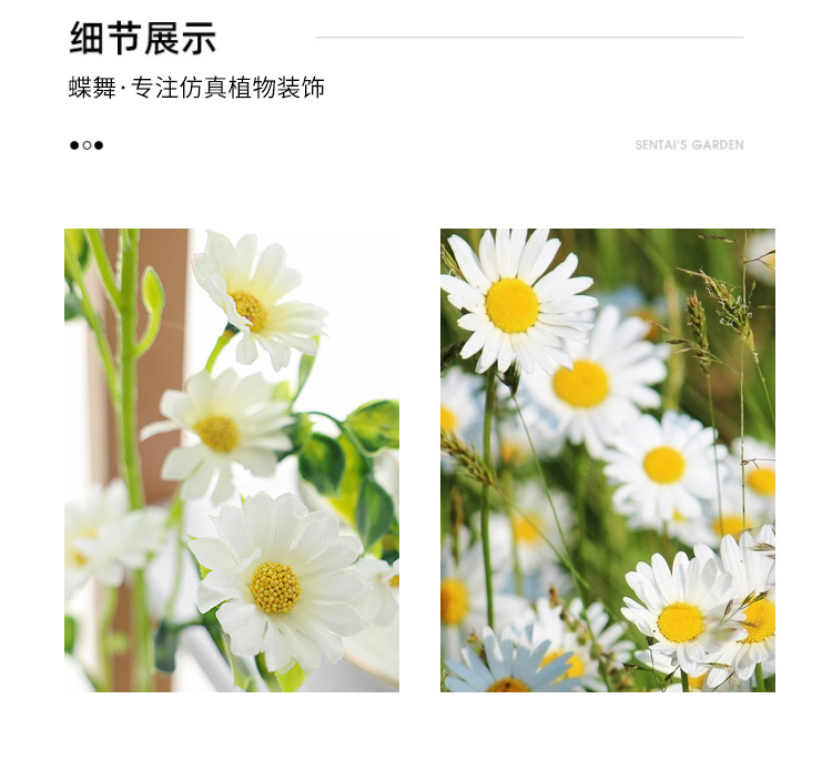 小雏菊---副本_24.jpg