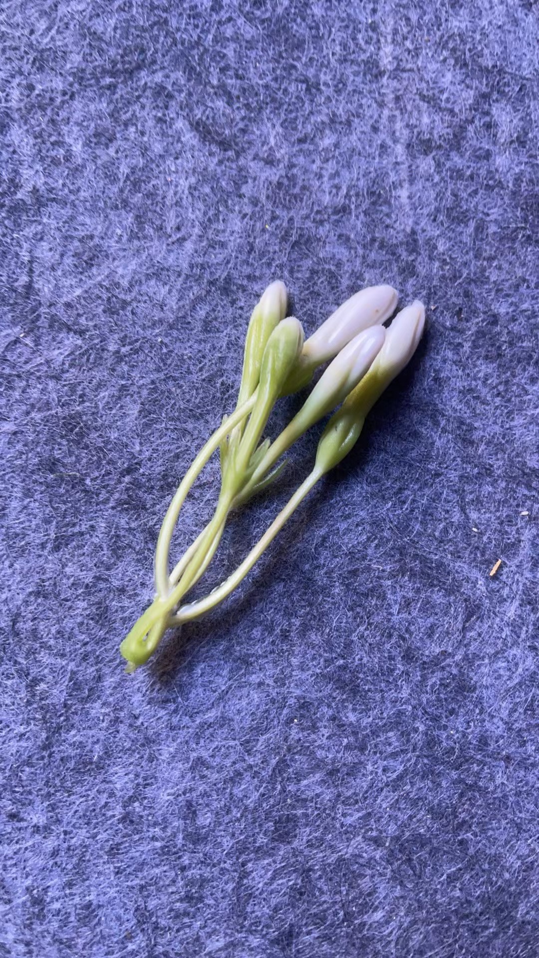 仿真花水草配件新款塑料盆栽家居摆件办公文化仿真园艺装饰植物详情16