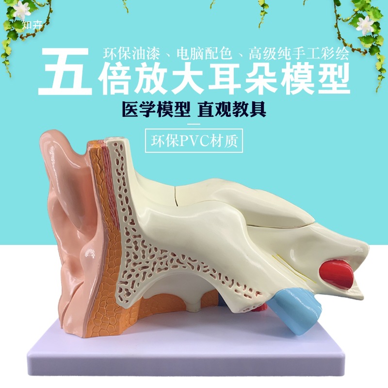 Ear model, desktop ear anatomy model, outer, middle and inner ear auditory system, ear structure, teaching medicine pic 11
