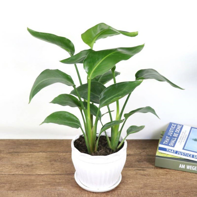 网红天堂鸟盆栽室内大型植物鹤望兰客厅办公室大盆栽绿植天堂鸟苗详情13