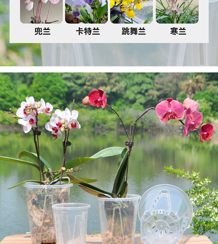 蝴蝶兰专用花盆空气柱透明青山盆特大号大口径塑料圆形桌面高花盆详情17