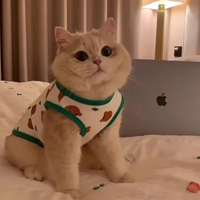 猫咪衣服小型犬防掉毛夏天背心夏季薄款猫布偶猫泰迪狗狗英美短蓝详情1