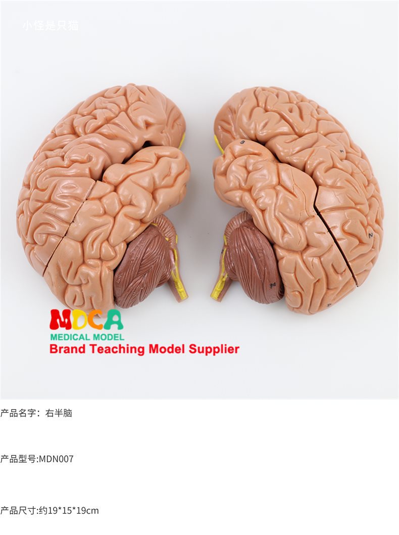 右半大脑解剖模型人体1:1神经皮质结构与功能分区医学教学详情17
