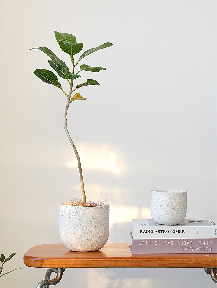 北欧陶瓷粗砂花盆象牙白蝴蝶兰陶盆兰花白陶创意个性绿植粗陶套盆详情4