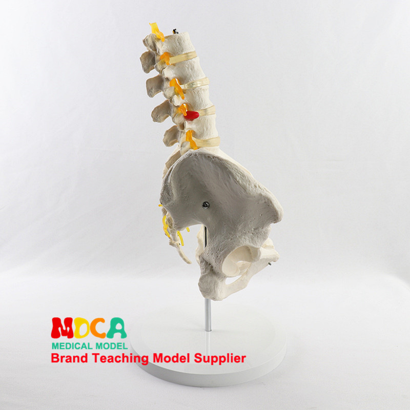 Medical model, pelvic and reproductive anatomy teaching model, tuning fork, traditional Chinese medicine physiotherapy auxiliary tool, suitable for teaching and training pic 21