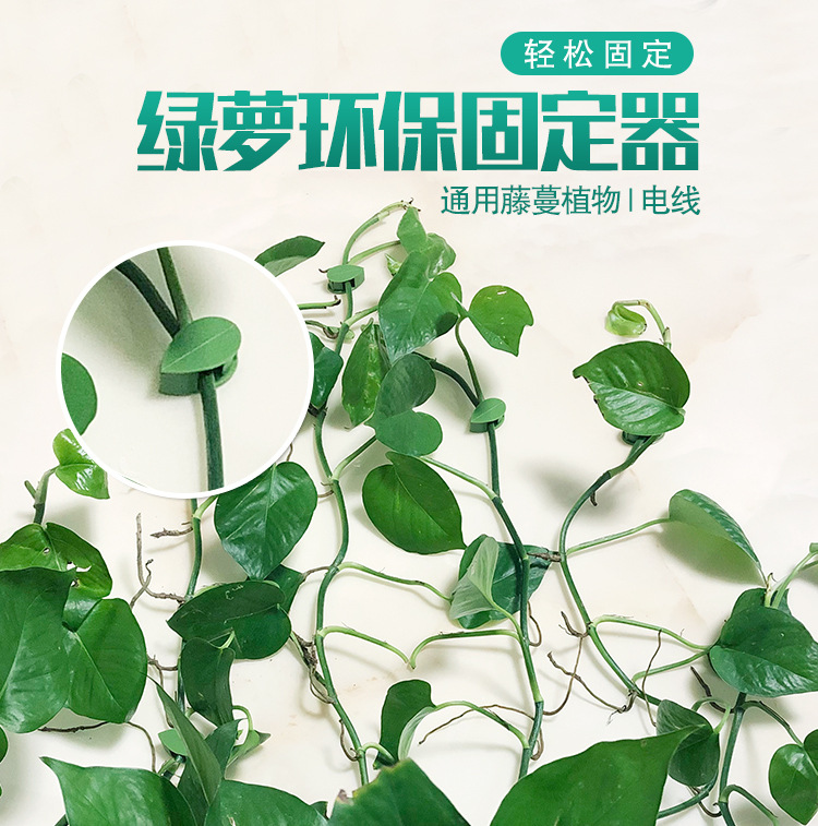 树叶款绿萝固定器绿植爬墙神器墙面西瓜藤蔓固定夹无痕绿植固定器详情8