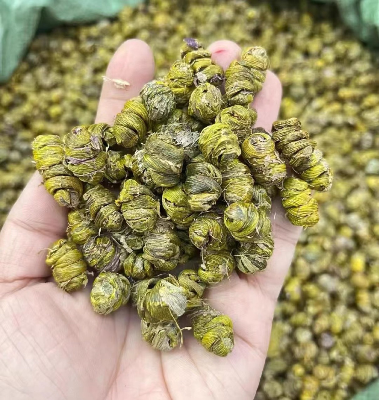 正宗铁皮石斛新货石斛粉枫斗干条胶多渣少石斛颗粒详情6