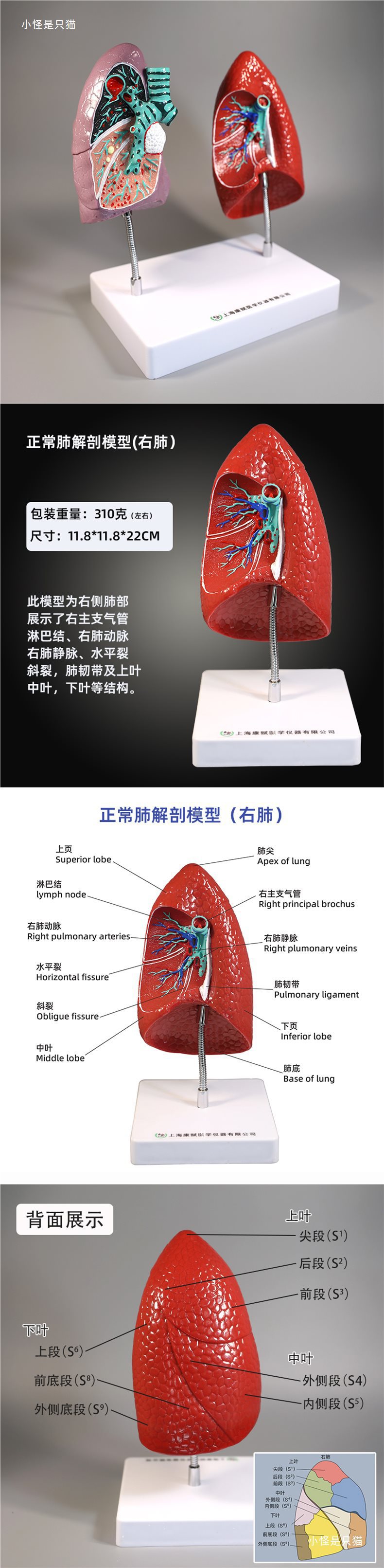 Respiratory system model, human lung pathology, lung larynx, heart and lung, visceral system anatomical structure, medical teaching pic 1