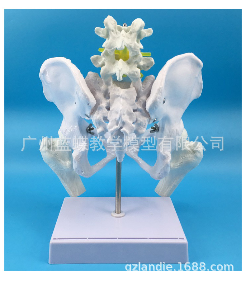 Natural large female pelvic second lumbar vertebra model, hip sacral and coccyx bone model, teaching medicine pic 3