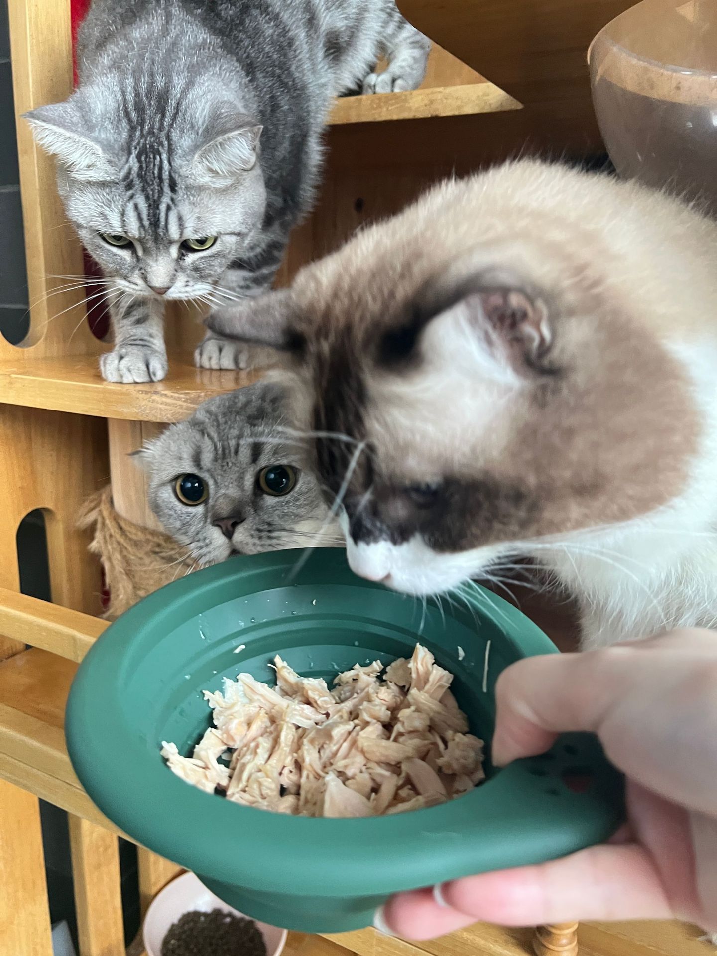 宠物用品圆形硅胶折叠碗宠物专用户外便携式狗盆喂食喝水猫碗狗碗详情10