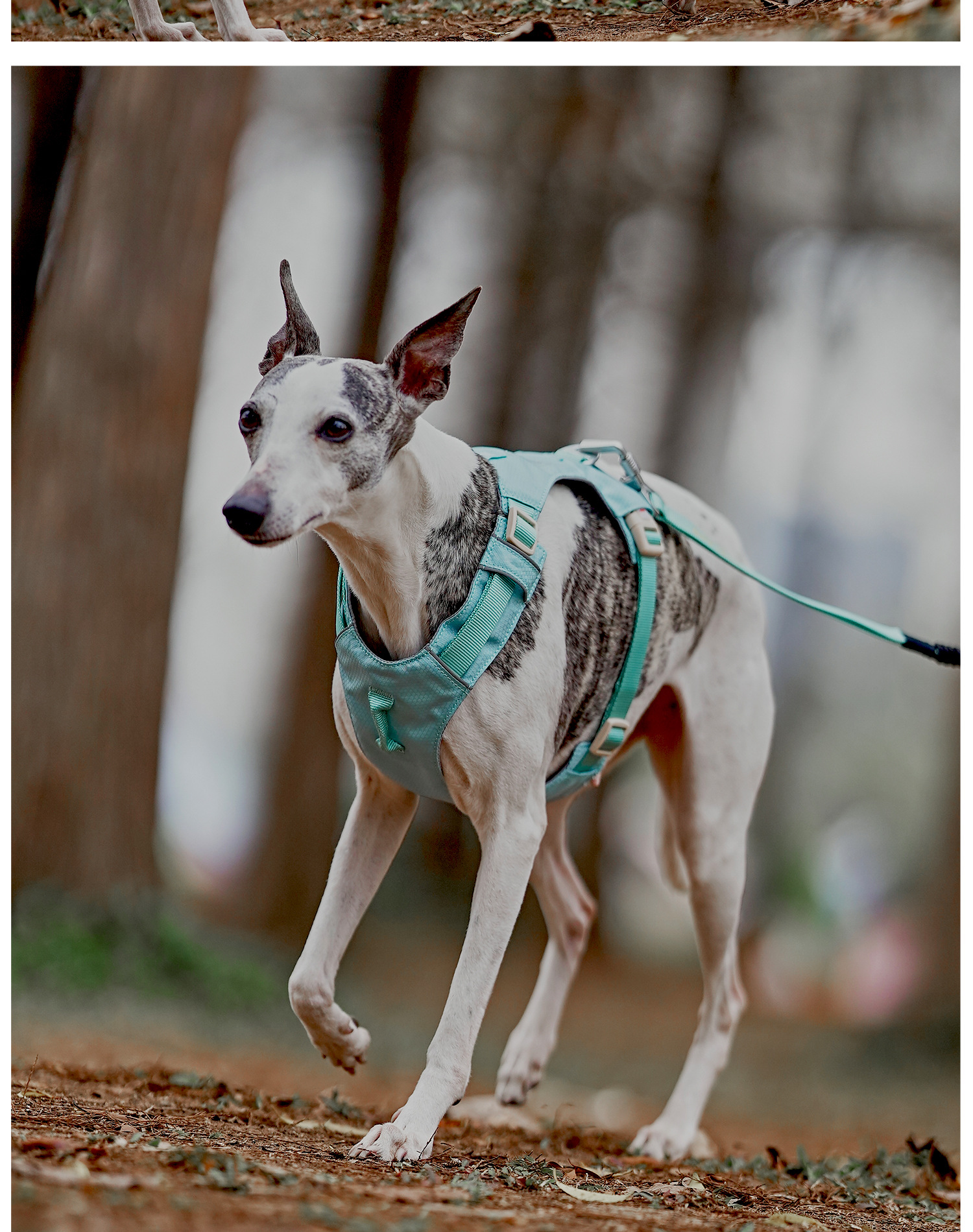 ZOOLAND狗狗胸背牵引绳遛幼小中大型犬泰迪柯基比熊边牧博美链子详情31
