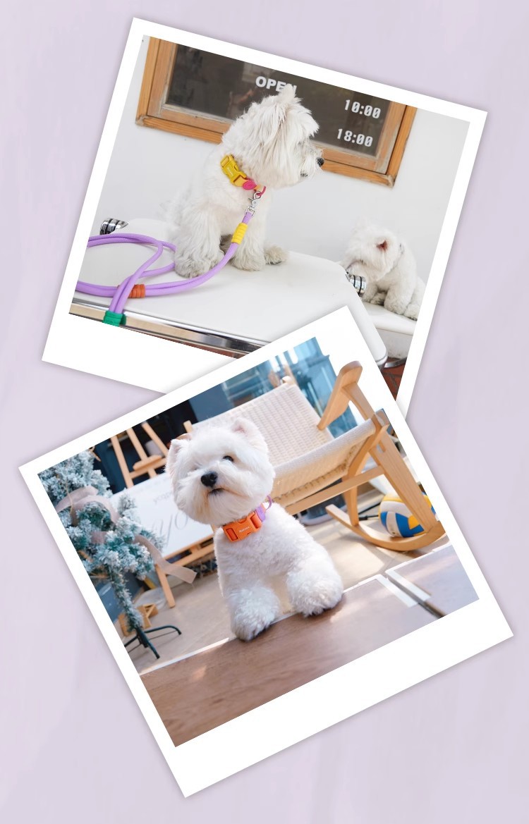 狗狗项圈防水狗圈狗项圈带牵引小型犬脖圈大型犬中型法斗脖圈详情7