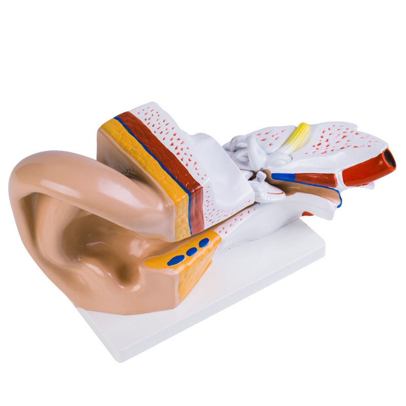 Ear model, desktop ear anatomy model, outer, middle and inner ear auditory system, ear structure, teaching medicine pic 8