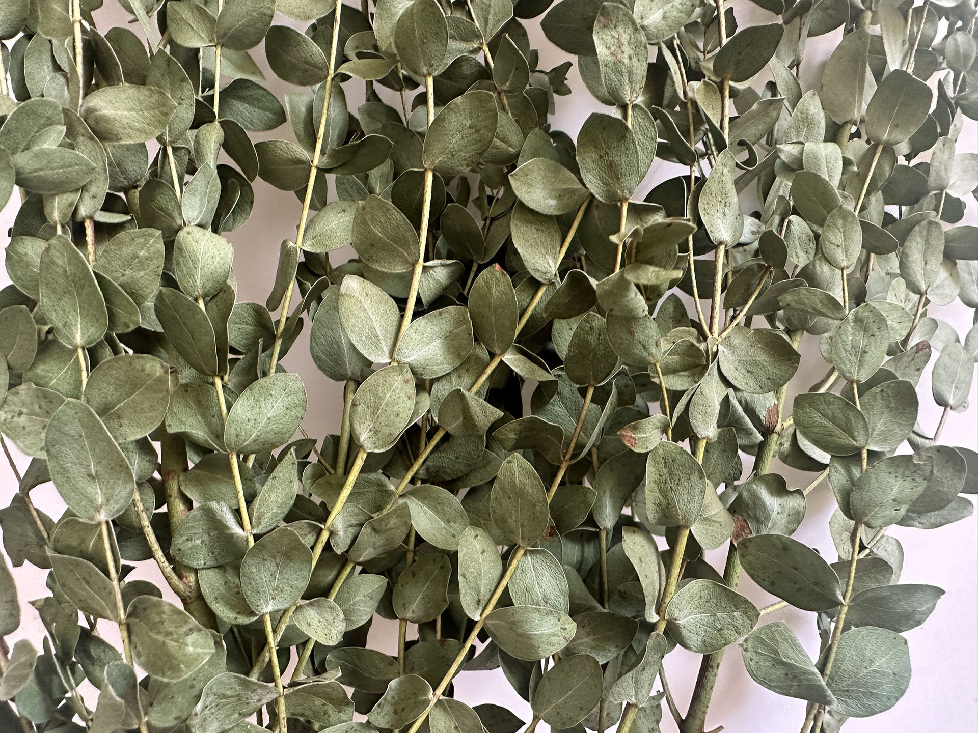 【 Dry Fine Leaves 】 Yunnan dried flower fine leaves eucalyptus, eucalyptus leaves, green leaves pic 5