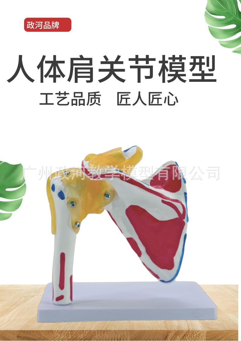 Shoulder joint model with muscle starting and ending points, collarbone, scapular ligament, medical mold, orthopedic fitness, yoga teaching demonstration pic 1