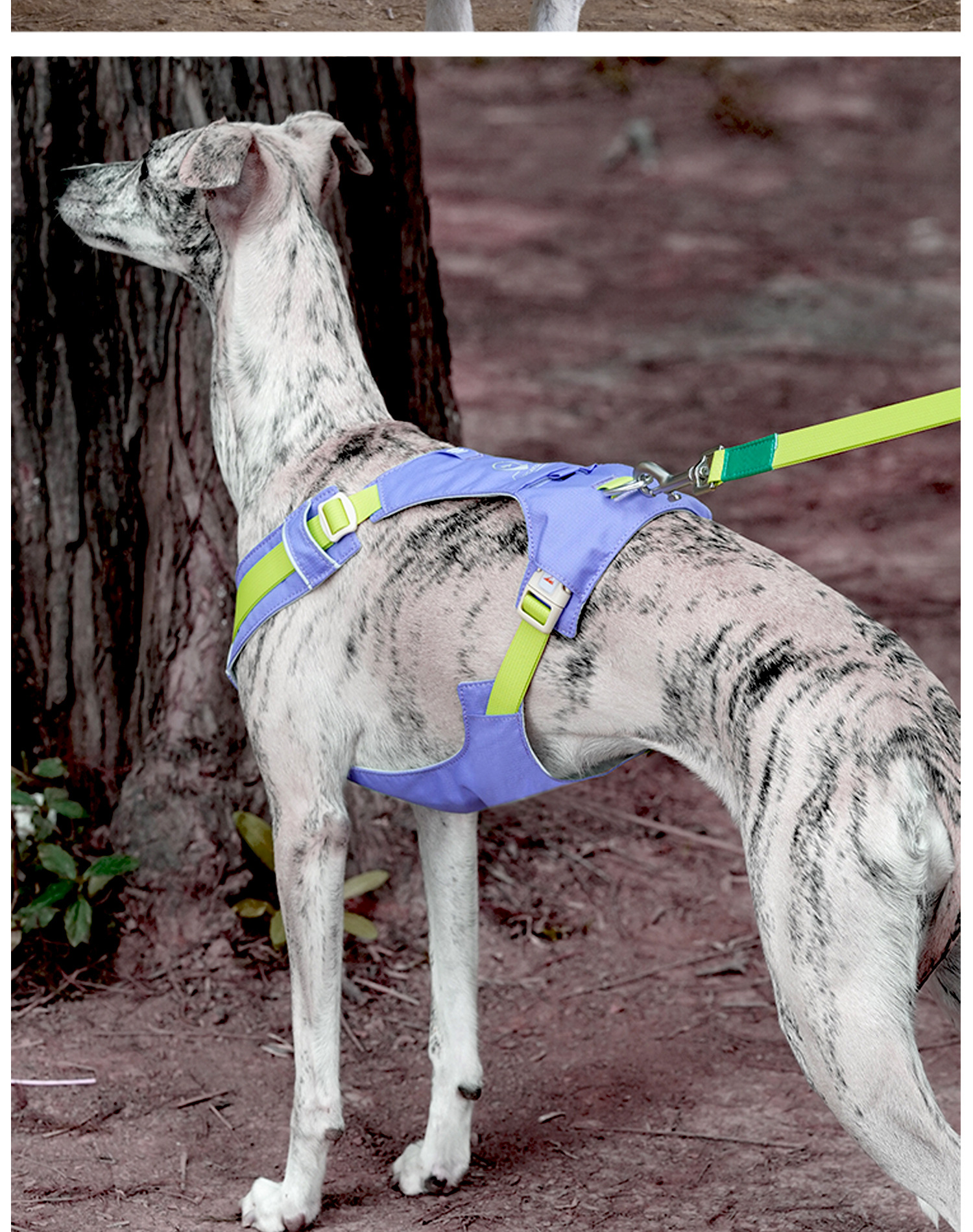 ZOOLAND狗狗胸背牵引绳遛幼小中大型犬泰迪柯基比熊边牧博美链子详情34