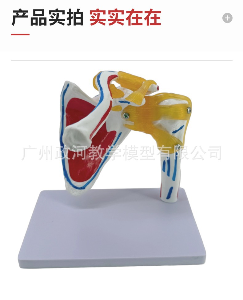 Shoulder joint model with muscle starting and ending points, collarbone, scapular ligament, medical mold, orthopedic fitness, yoga teaching demonstration pic 5