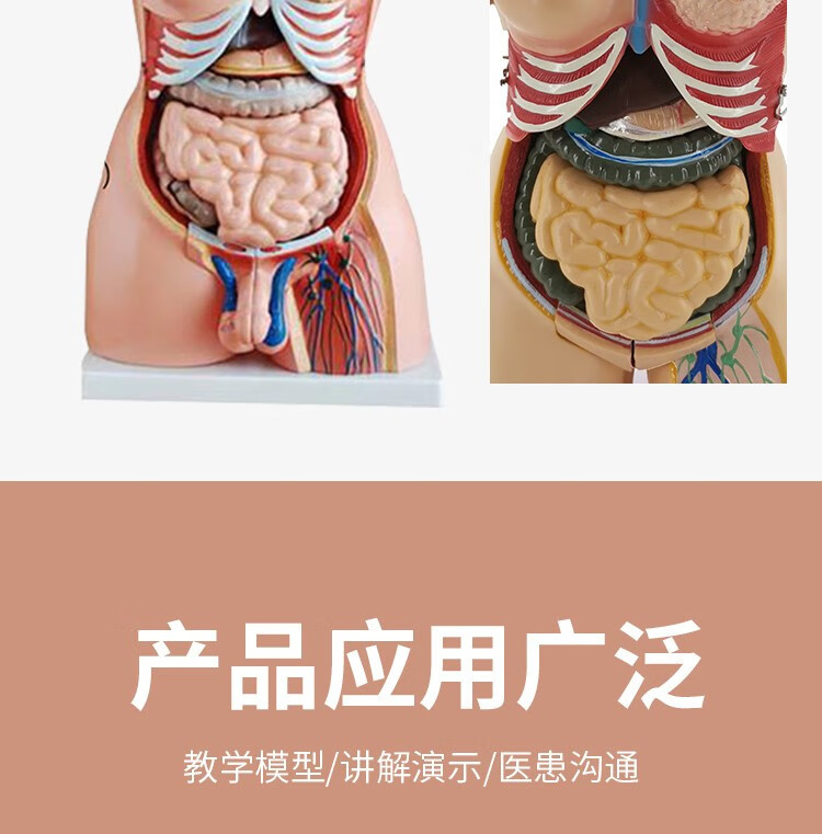 人体解剖模型高端专业医学系统神经结构内脏可拆卸骨骼躯干肌详情15
