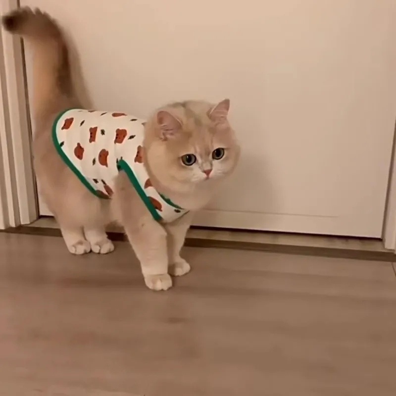 猫咪衣服小型犬防掉毛夏天背心夏季薄款猫布偶猫泰迪狗狗英美短蓝详情5