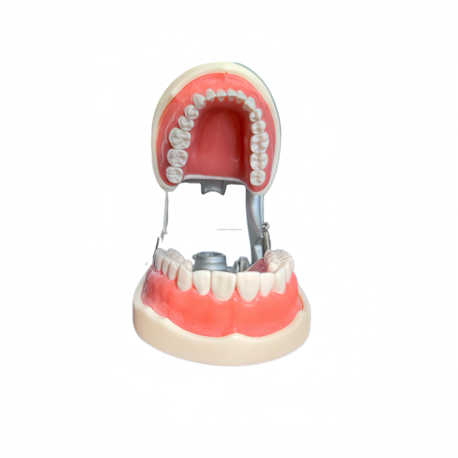 Cross-border exclusive dental gingival teaching model, standard tooth model, 32-tooth detachable clinic model pic 11