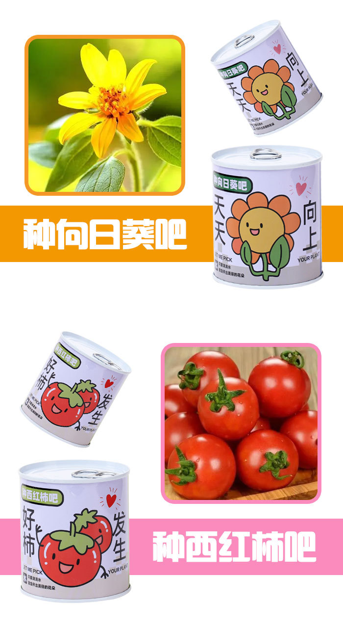 儿童礼物易拉罐植物盲盒桌面小盆栽小学生花卉绿植好养活种子盆栽详情7