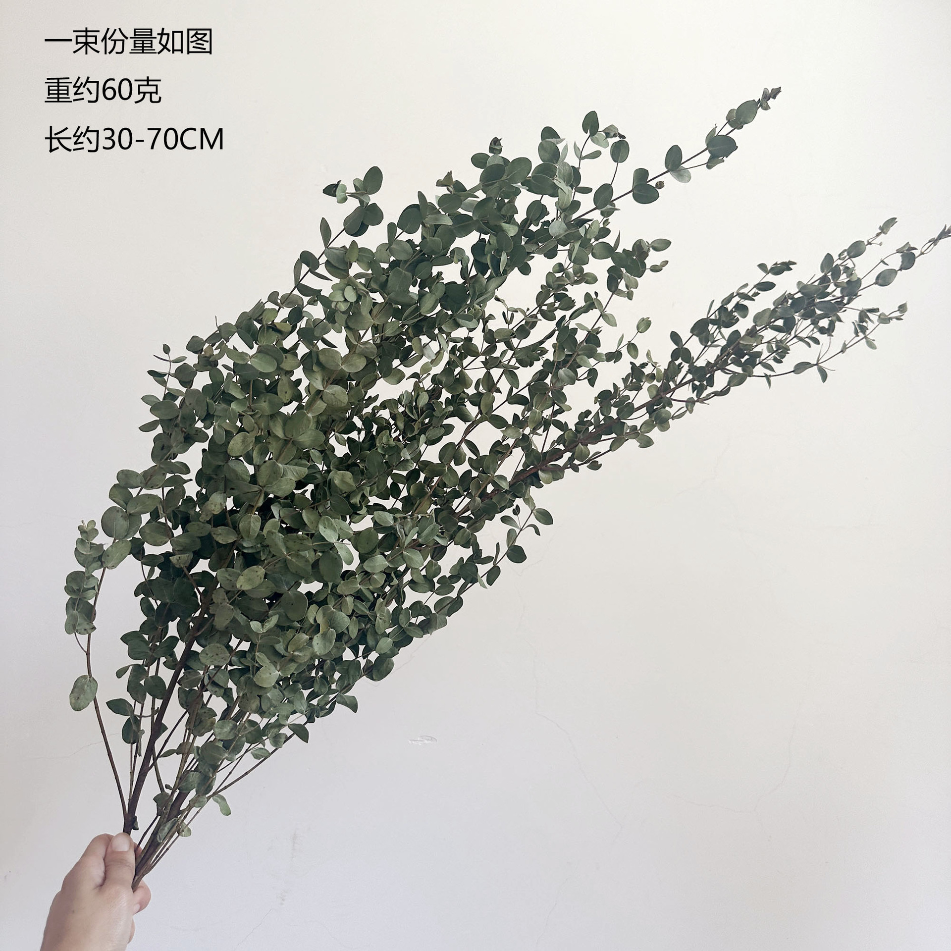 【 Dry Fine Leaves 】 Yunnan dried flower fine leaves eucalyptus, eucalyptus leaves, green leaves pic 11