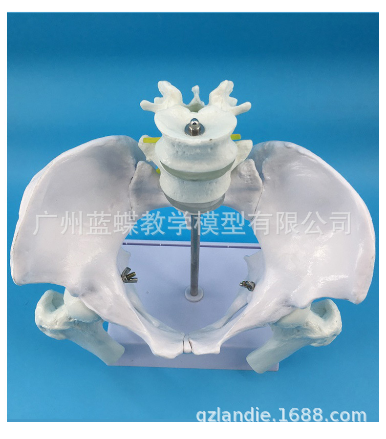 Natural large female pelvic second lumbar vertebra model, hip sacral and coccyx bone model, teaching medicine pic 4