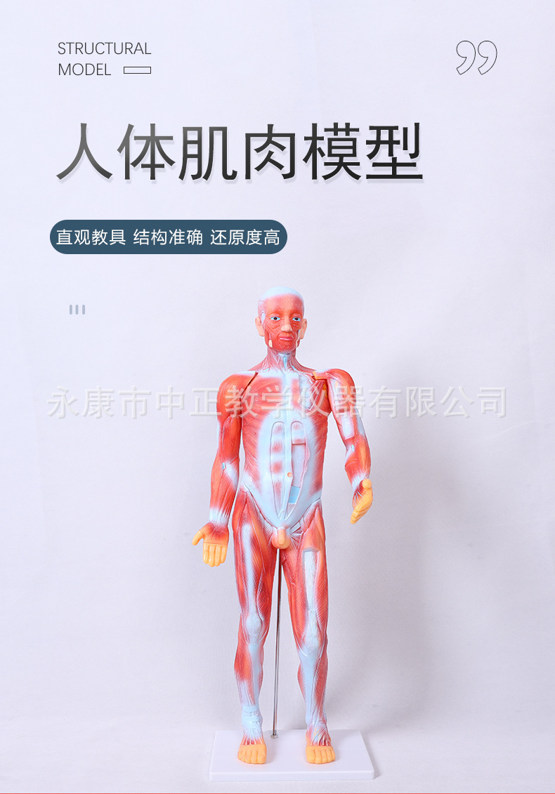 Medical lecture models, biological classroom display models, human anatomy models, student education demonstration teaching materials pic 2