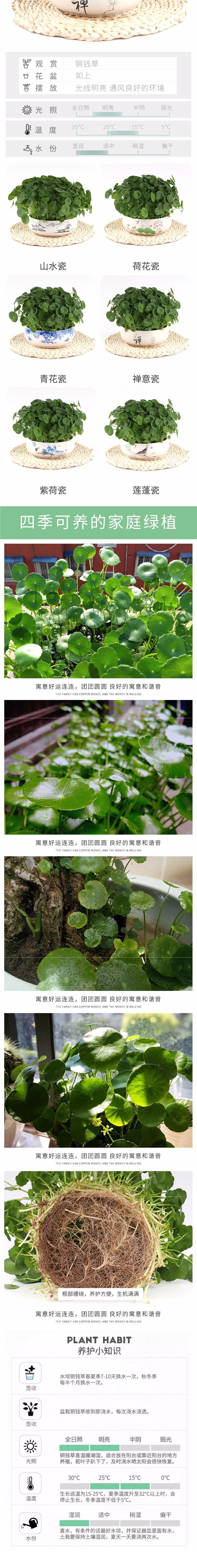 铜钱草水培植物盆栽室内小绿植花卉水养金钱草籽水生四季好养带叶详情2