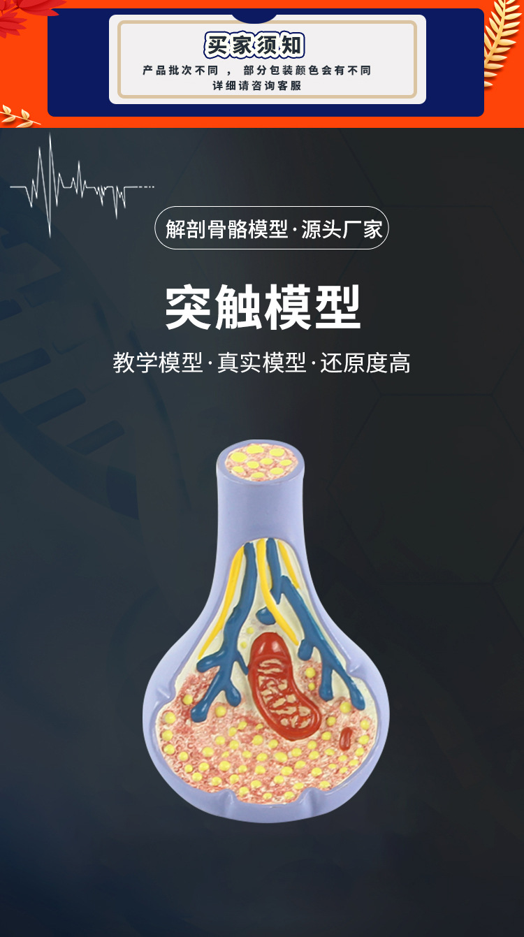 突触模型解剖人体内脏切面图教学人体模拟模型多功能科普教育用品详情1