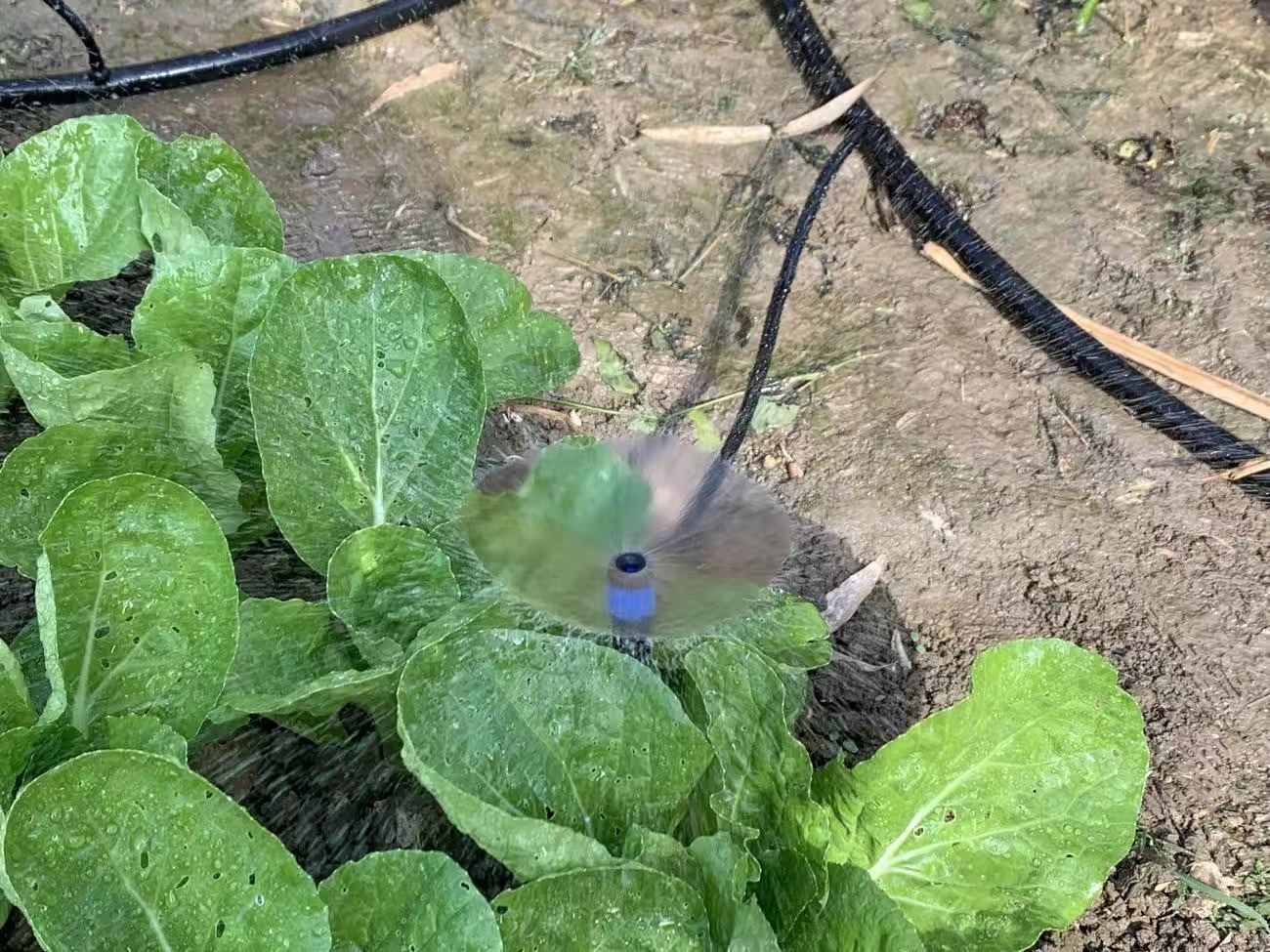喷头浇水地插灌溉喷头小红帽滴头可调节流量滴头园艺微喷滴灌喷头详情17