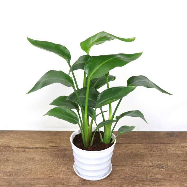 网红天堂鸟盆栽室内大型植物鹤望兰客厅办公室大盆栽绿植天堂鸟苗详情14