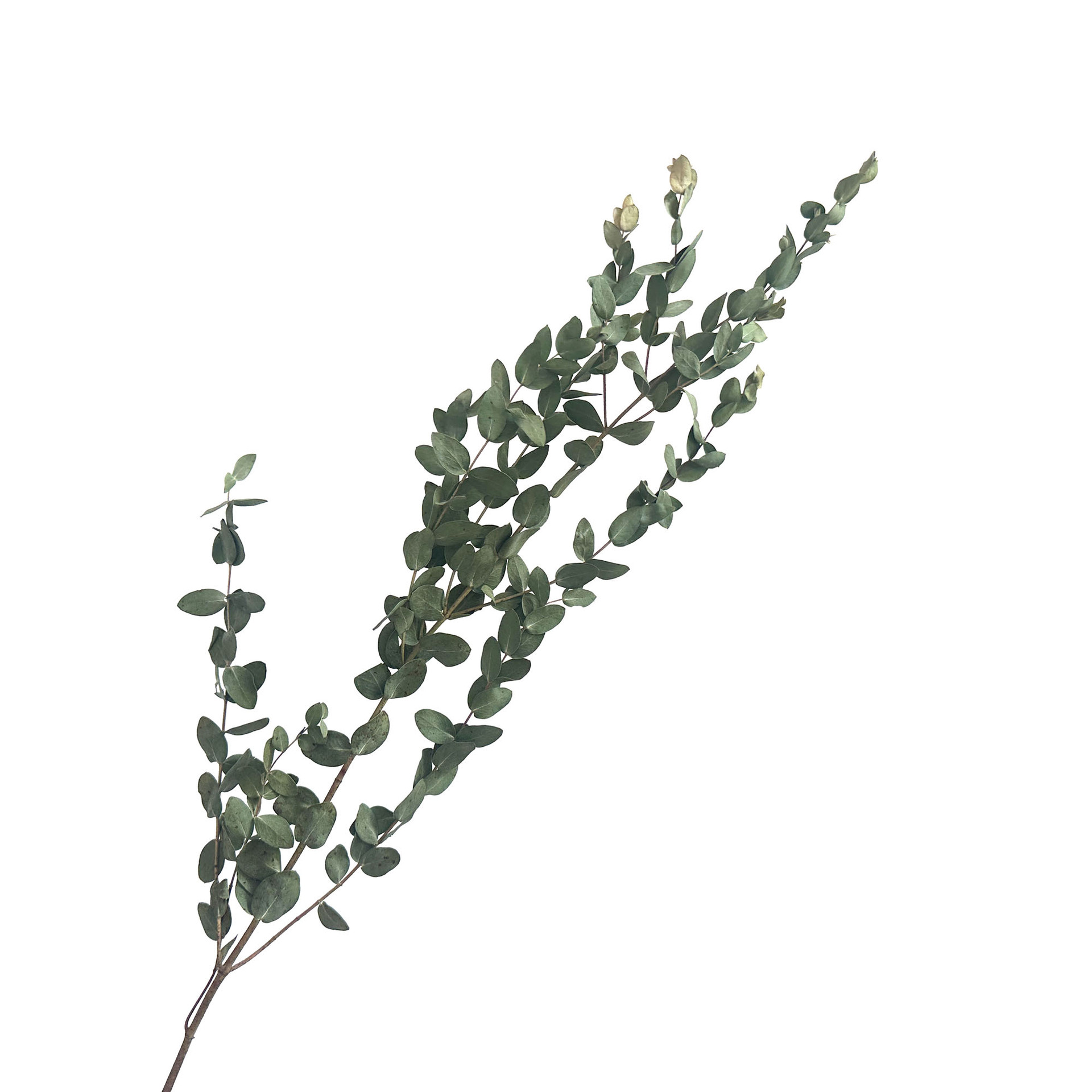【 Dry Fine Leaves 】 Yunnan dried flower fine leaves eucalyptus, eucalyptus leaves, green leaves pic 6