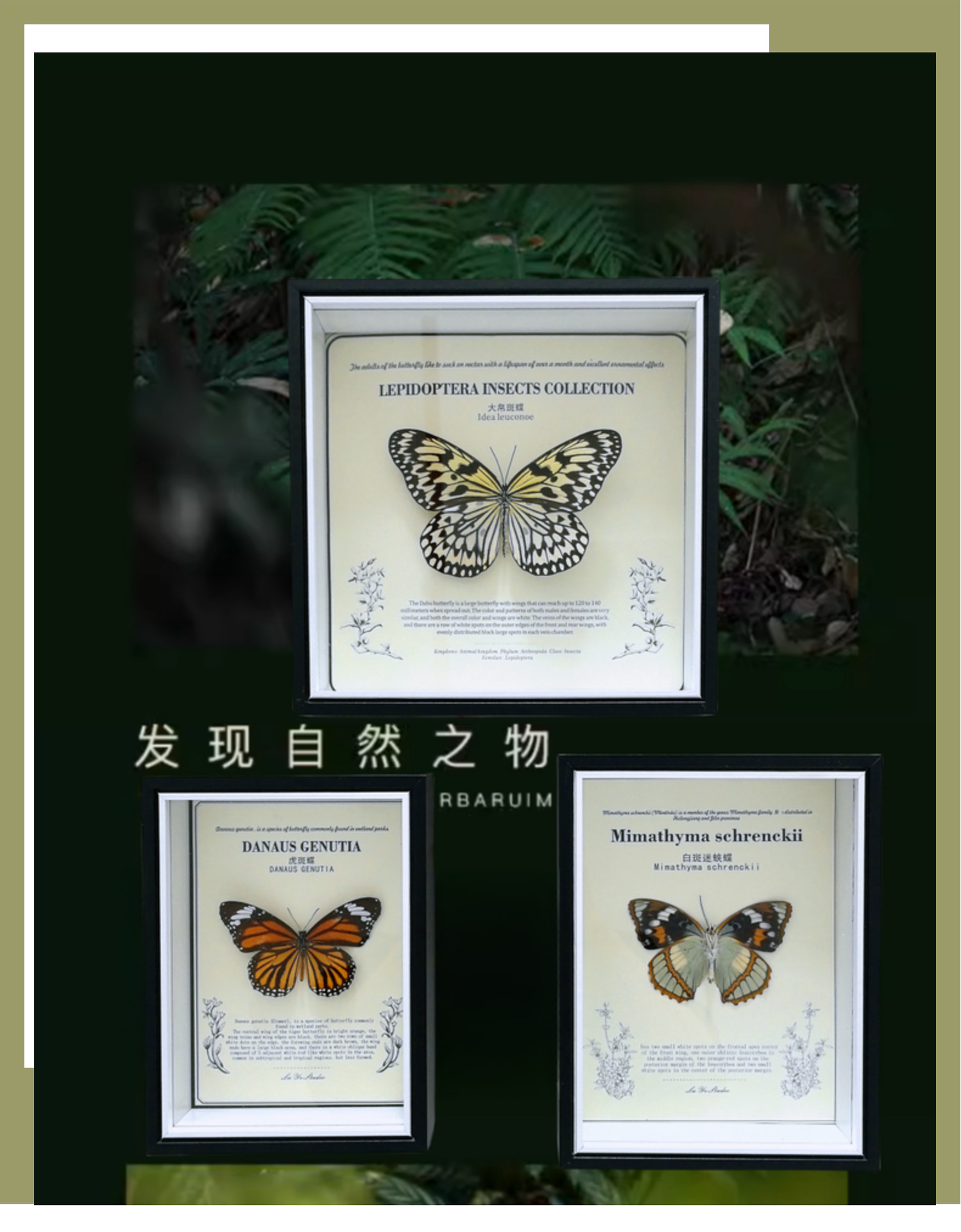 相框中空标本框木质玻璃立体黑色蝴蝶昆虫装裱自装摆台展示画框详情39