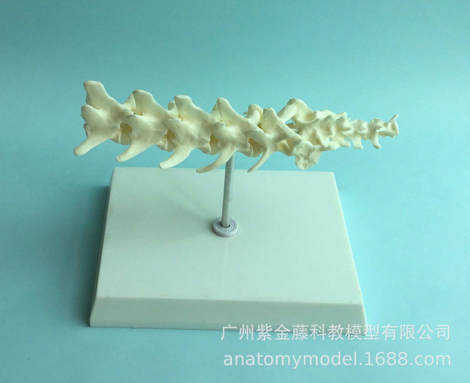 A 1:1 replica of the pet spine teaching model, a must-have simulation for dog spine medicine teaching and pet care pic 6