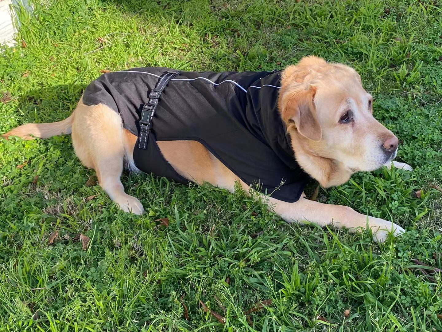 狗狗衣服拉布拉多金毛萨摩耶哈士奇大型犬冲锋衣春夏秋冬雨衣详情16
