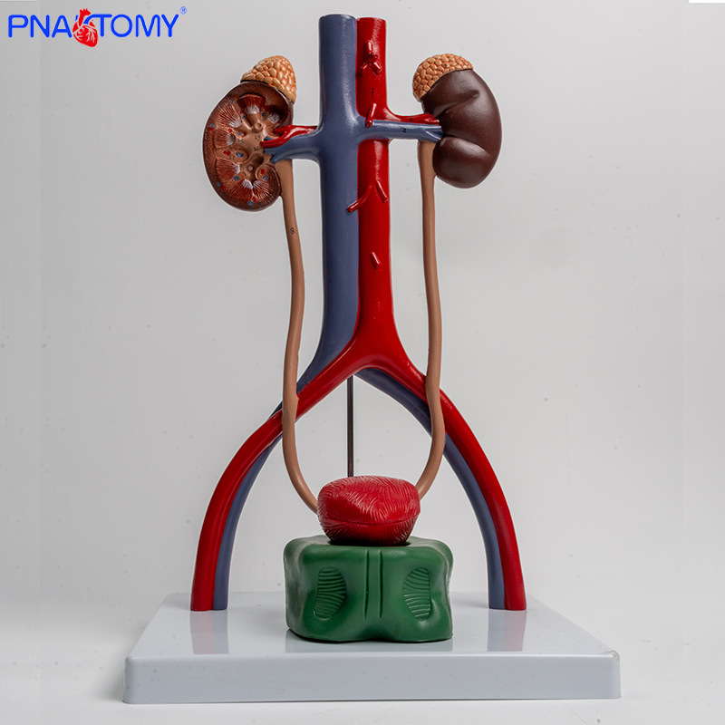1:1 urogenital system model, kidney anatomy mold, bladder and ureter structure three-dimensional teaching pic 4
